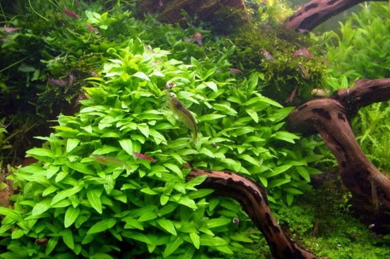 Staurogyne Repens Essential Care Tips And Techniques