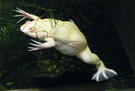 Clawed frog