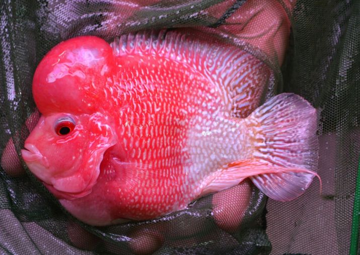 Flowerhorn Fish Care Guide: Size, Lifespan and Tank Mates,