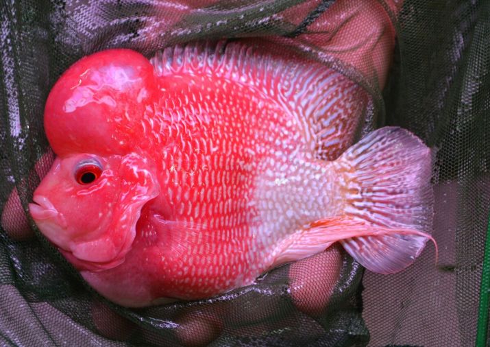 types of baby flowerhorn fish