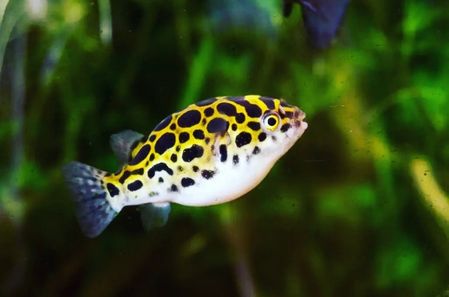 Green spotted puffer fish