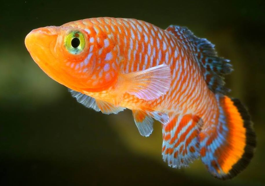 Bluefin killifish outlet care