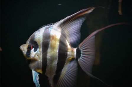 Altum angelfish