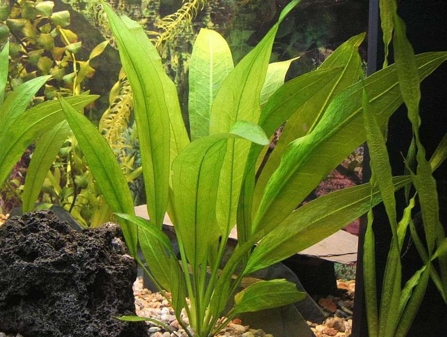 How To Take Care Of An Amazon Sword Plant at Douglas Alvarez blog