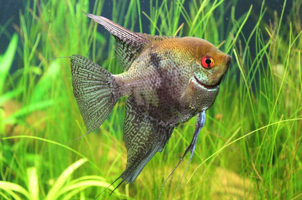 Tropical 2024 angelfish care