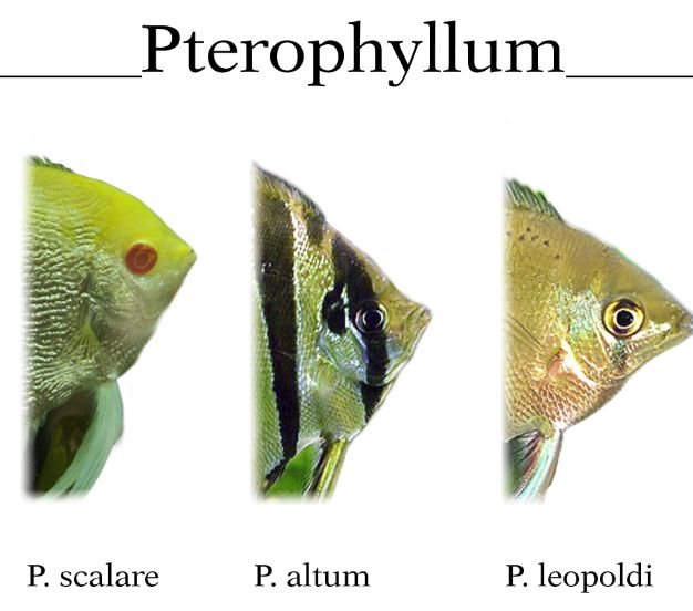 Pterophyllum store scalare care