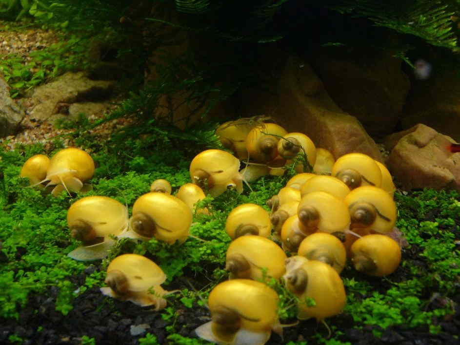 Apple Snail Care Guide Size Eggs Lifespan Tank Mates