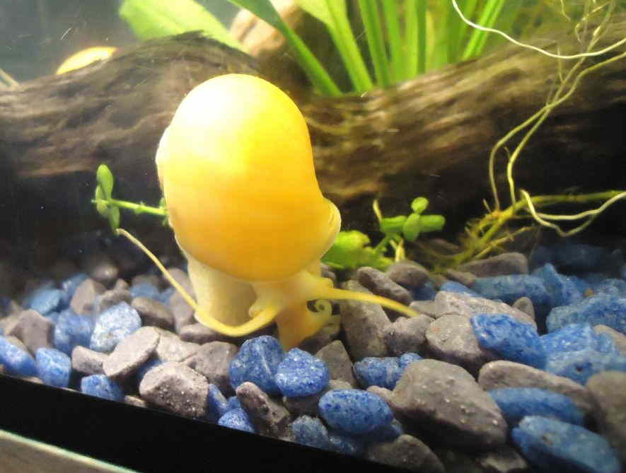 Apple Snail Care Guide Size Eggs Lifespan Tank Mates