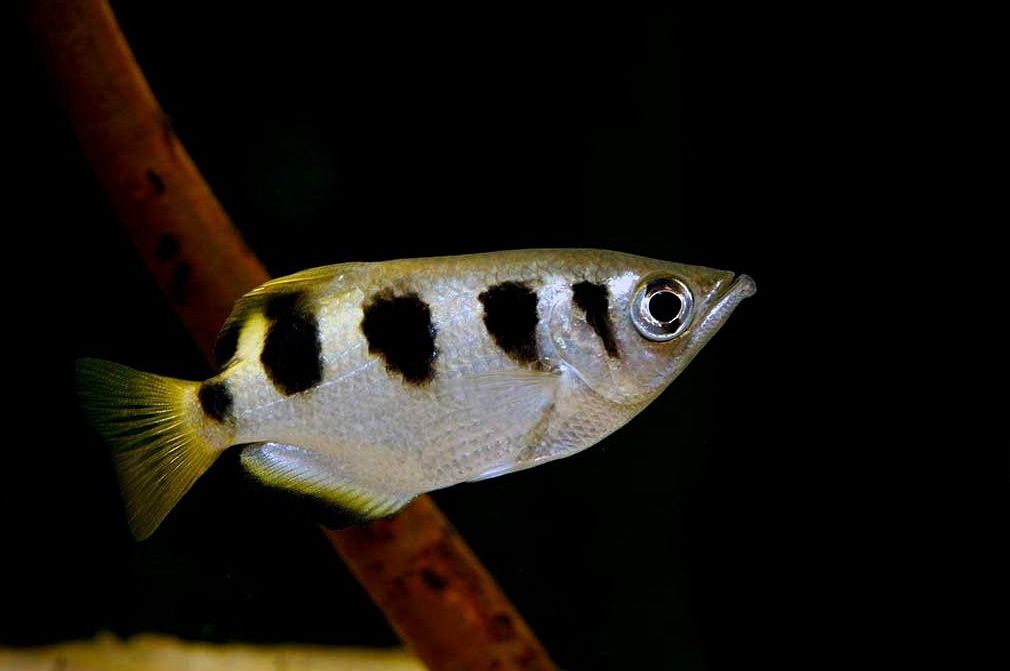 Clouded archer fish clearance care