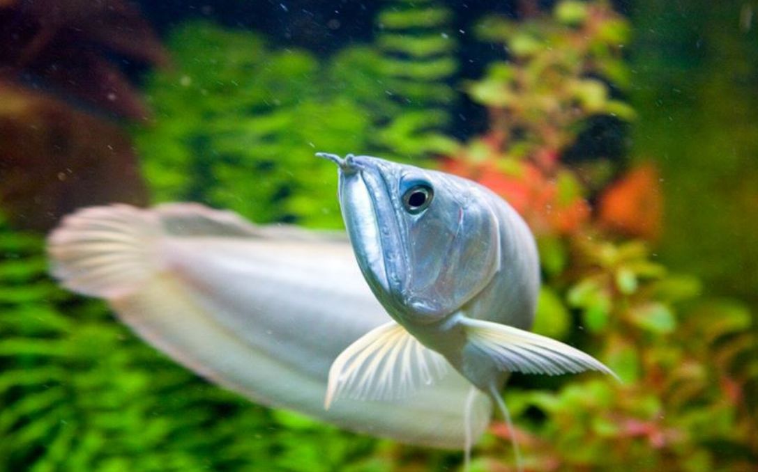 Albino silver outlet arowana care