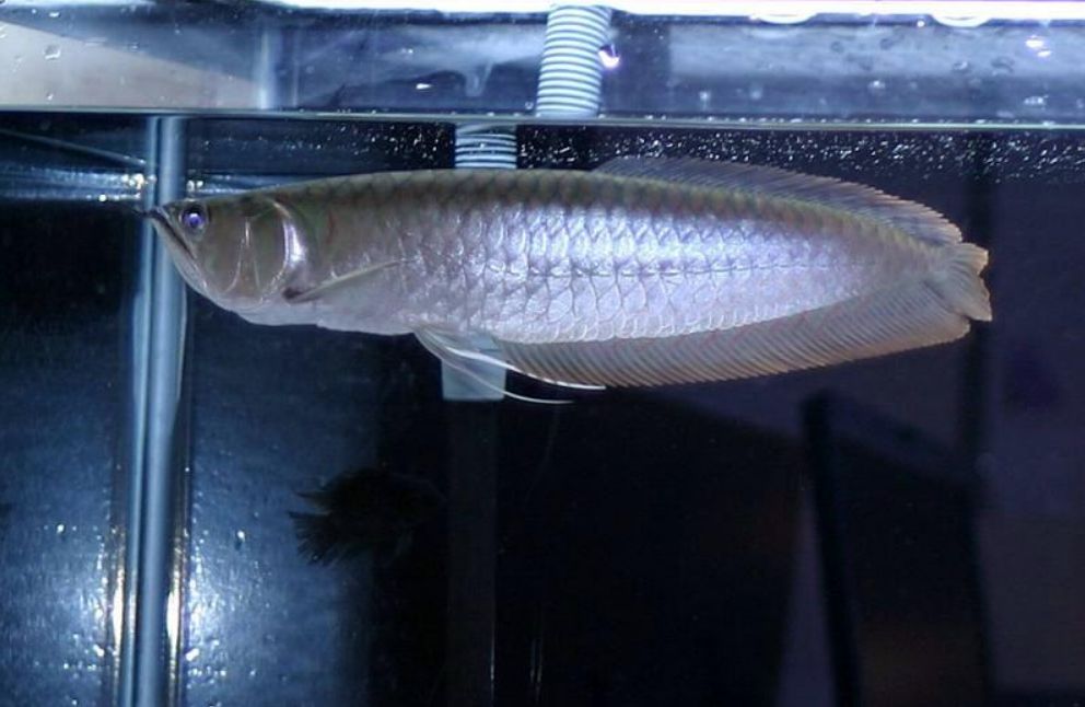 silver arowana tank