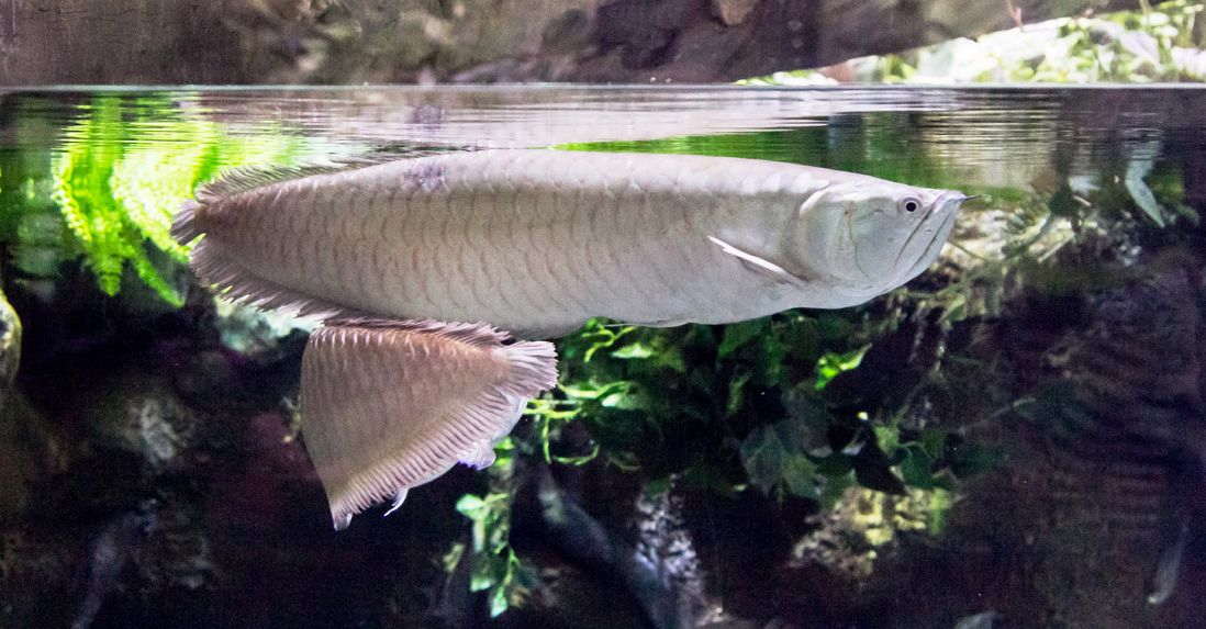 Silver arowana care sale