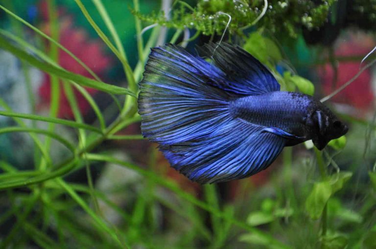 Betta Fish Care: A Practical Guide for Aquarium Owners