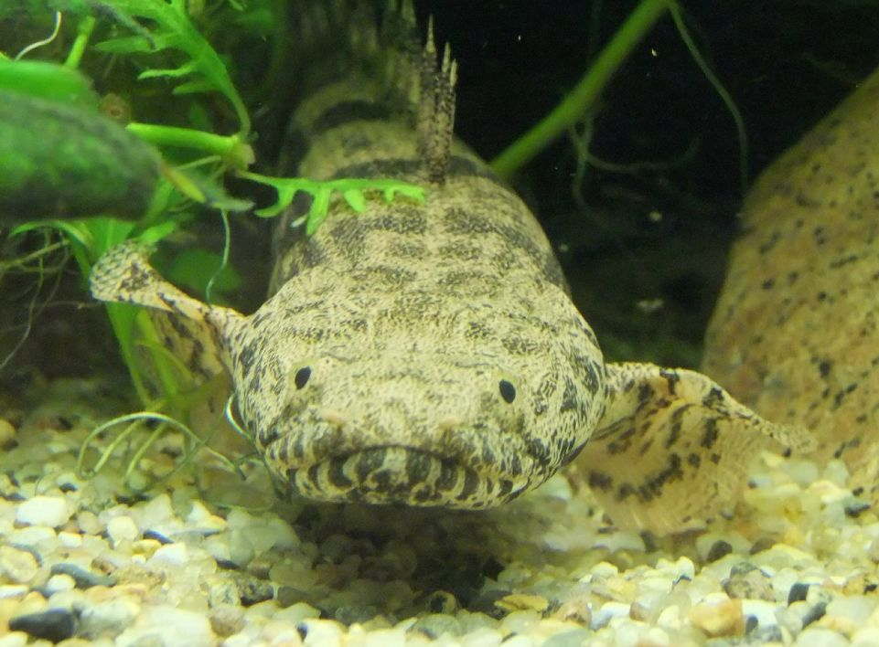 Bichir Species Understanding the Different Types of Bichirs