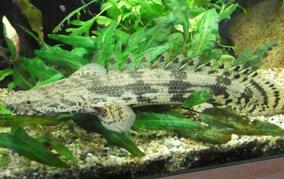 Bichir Species Understanding the Different Types of Bichirs