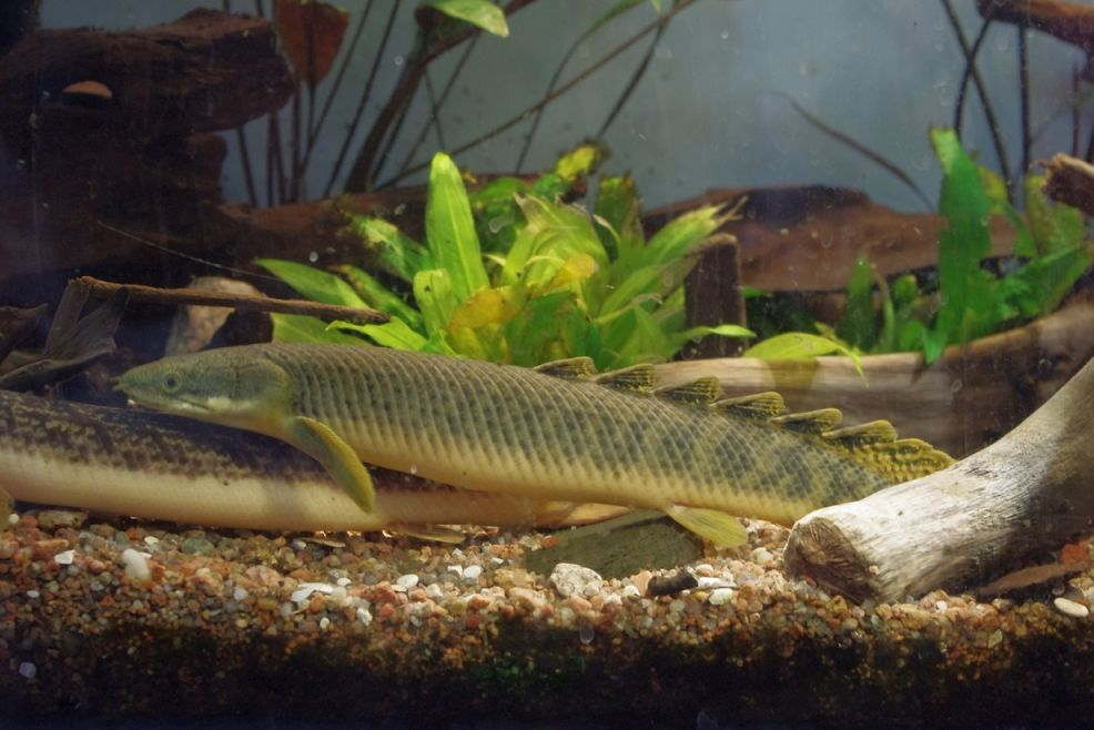 Bichir fish in the planted aquarium