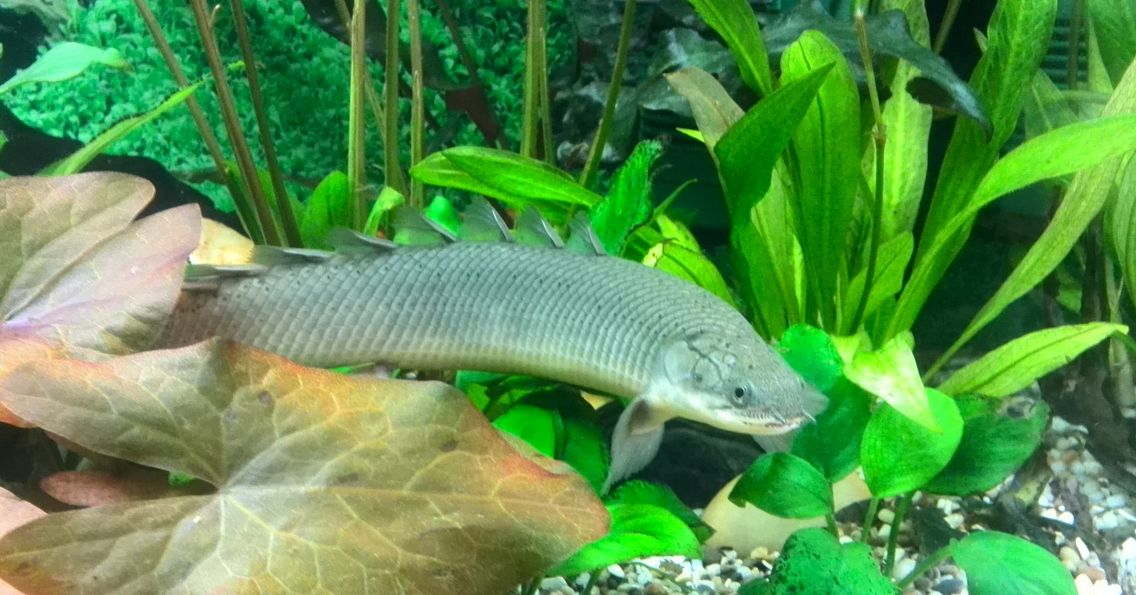 Bichir Species Understanding the Different Types of Bichirs