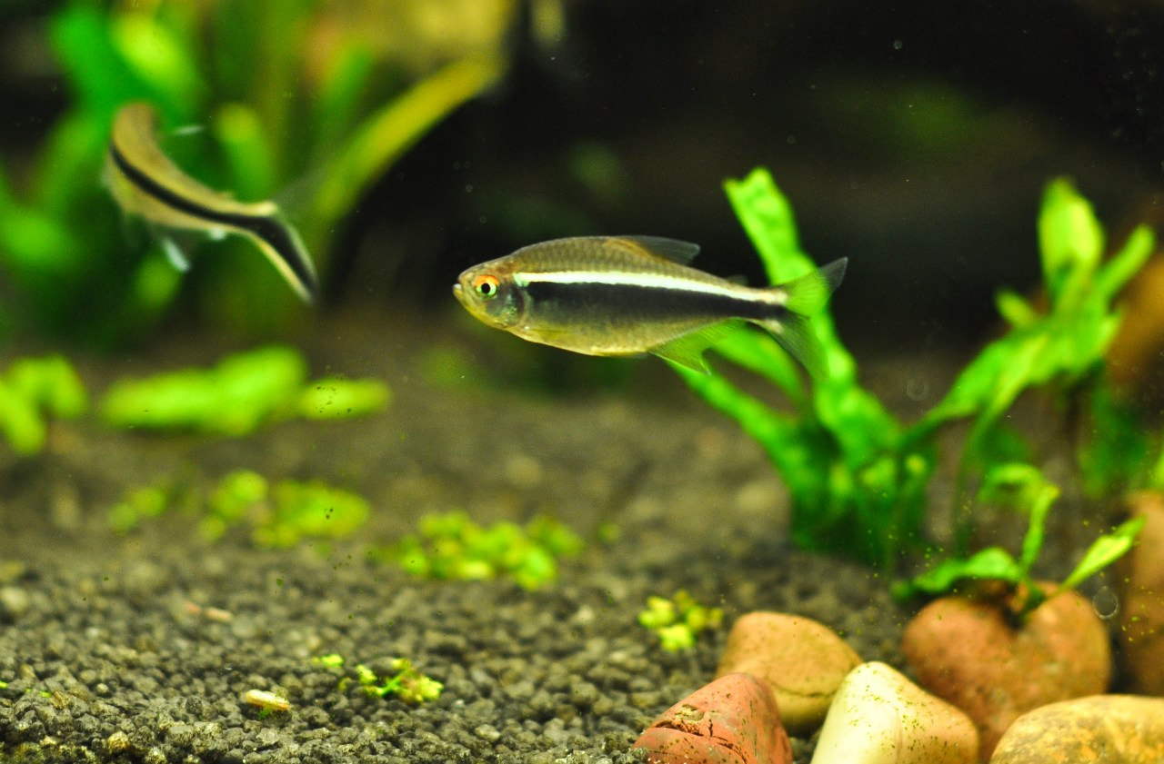 cardinal tetra male female differences