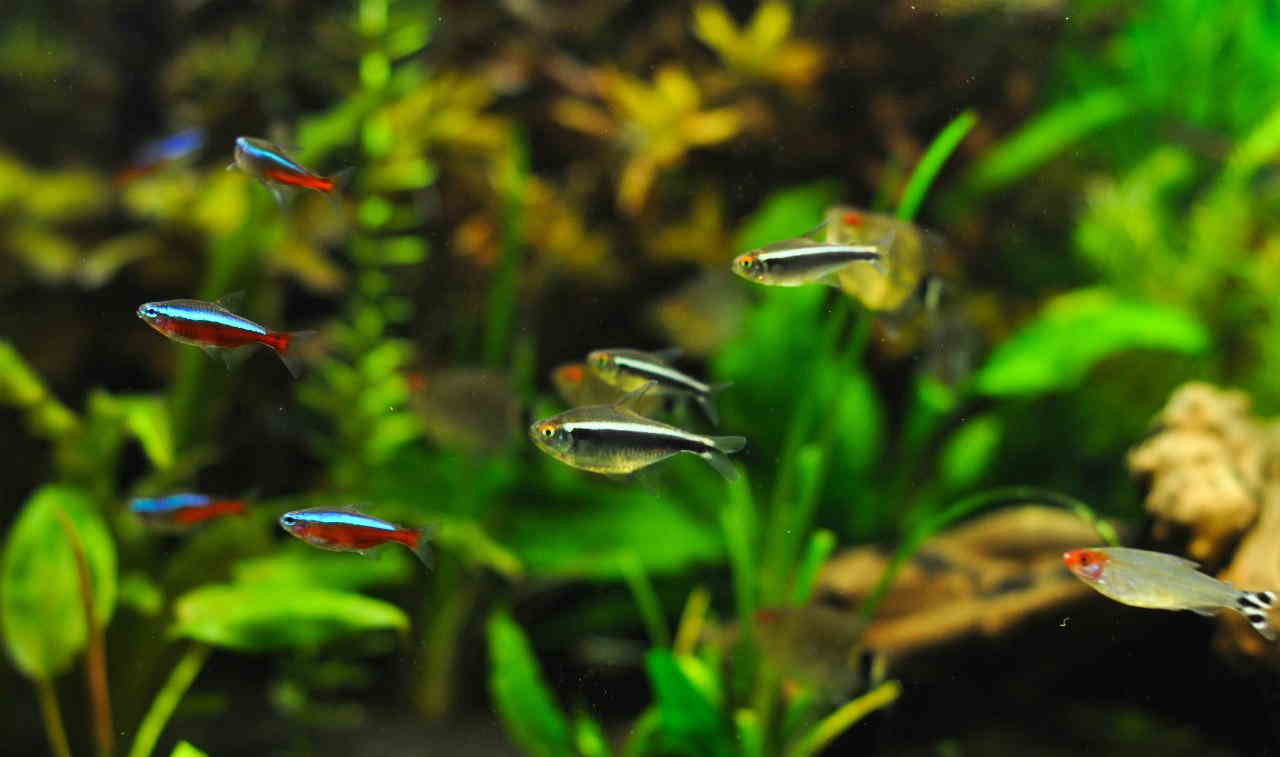 black neon tetra (right) vs neon tetra (left)