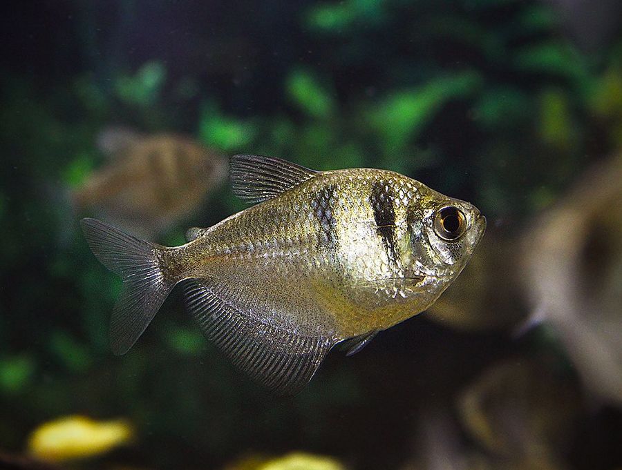 black tetra fish