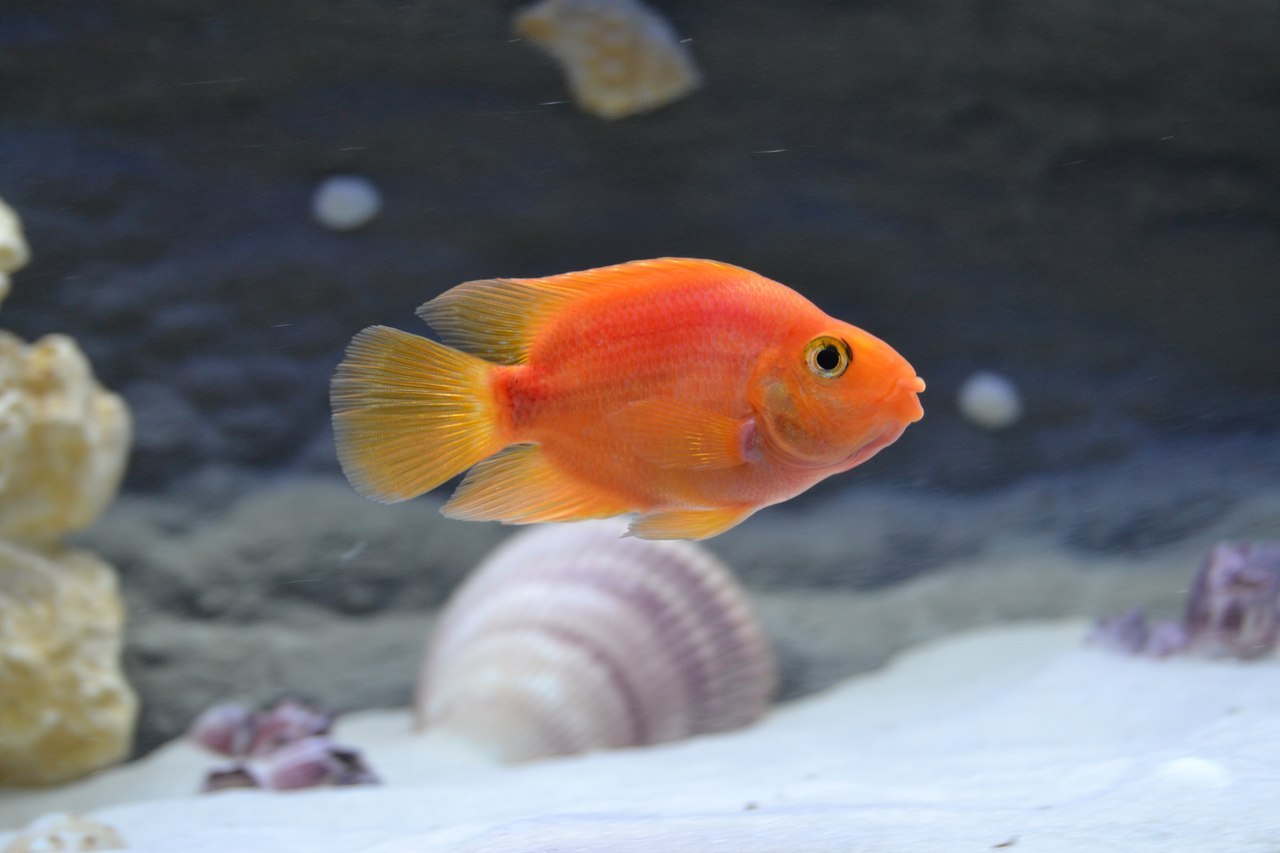 Blood parrot best sale fish care