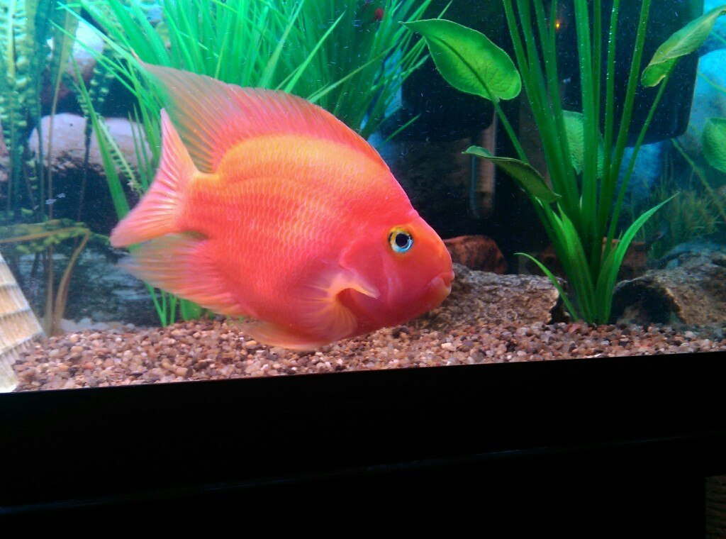 Blood parrot fish store care