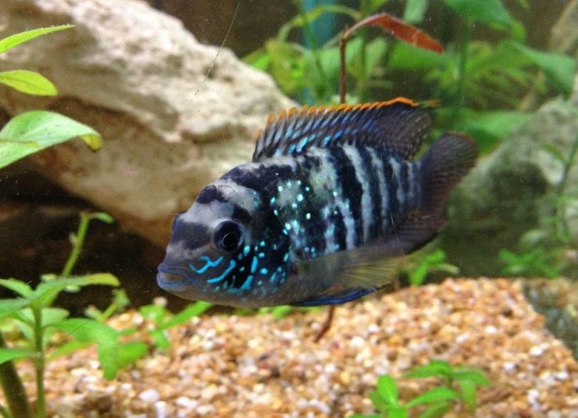 full grown blue acara cichlid