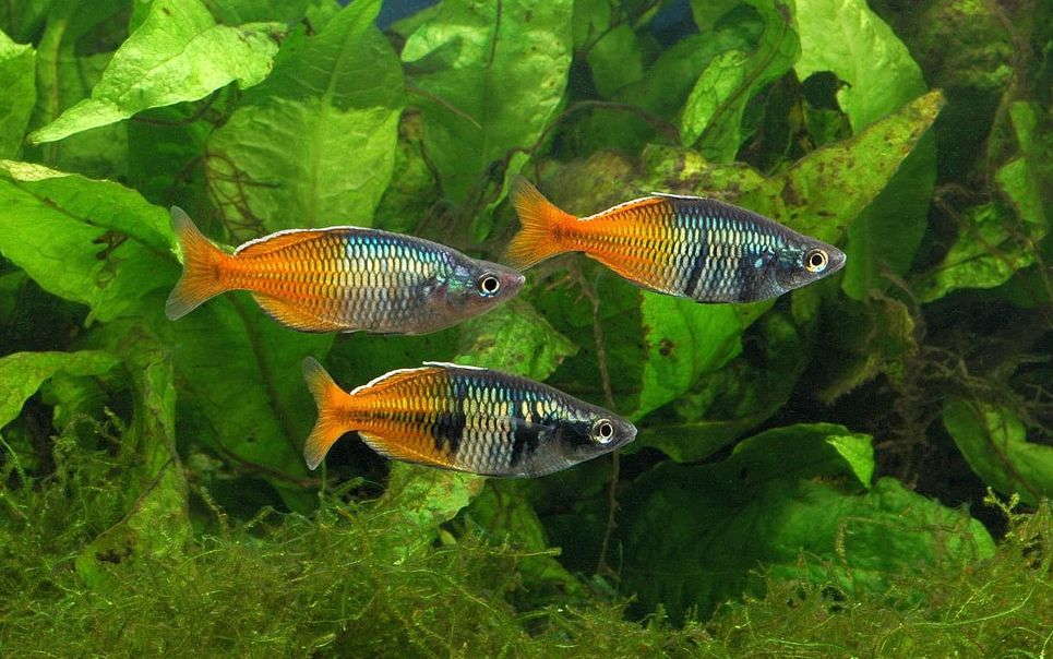 Boesemani rainbow shop fish care