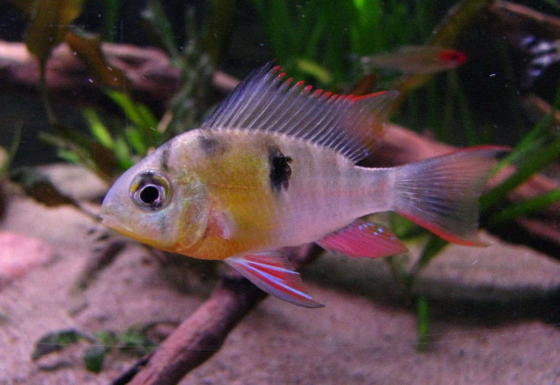 bolivian ram cichlid