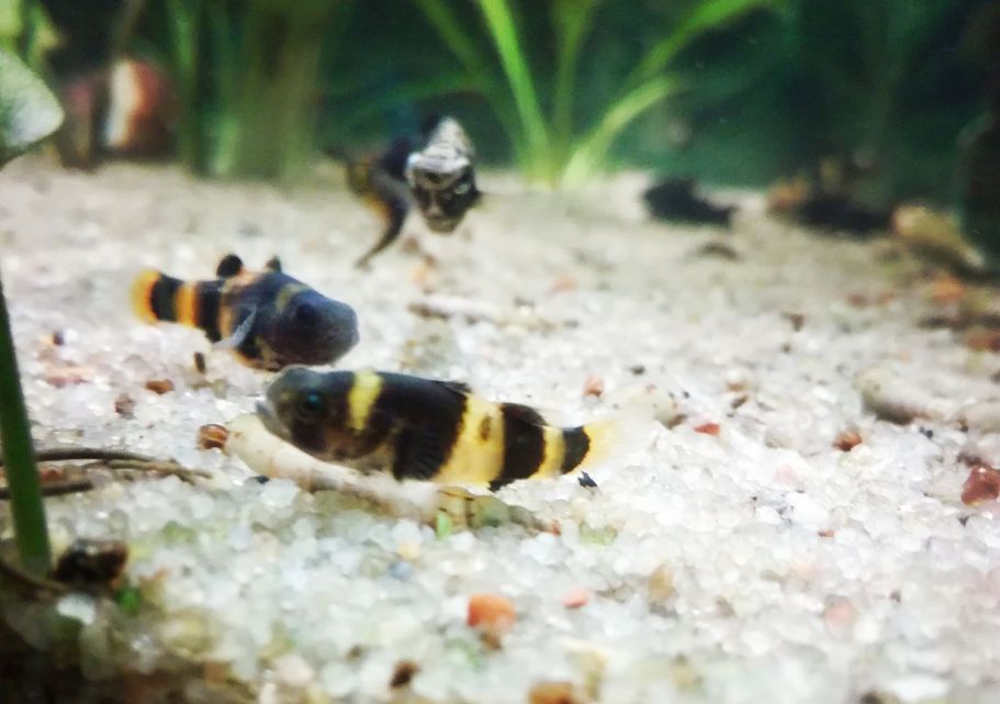 Bumblebee fish outlet care