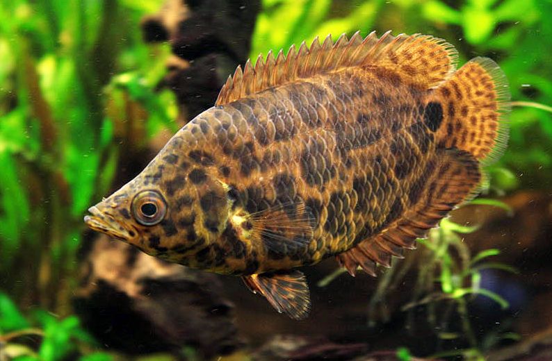 leopard cichlid