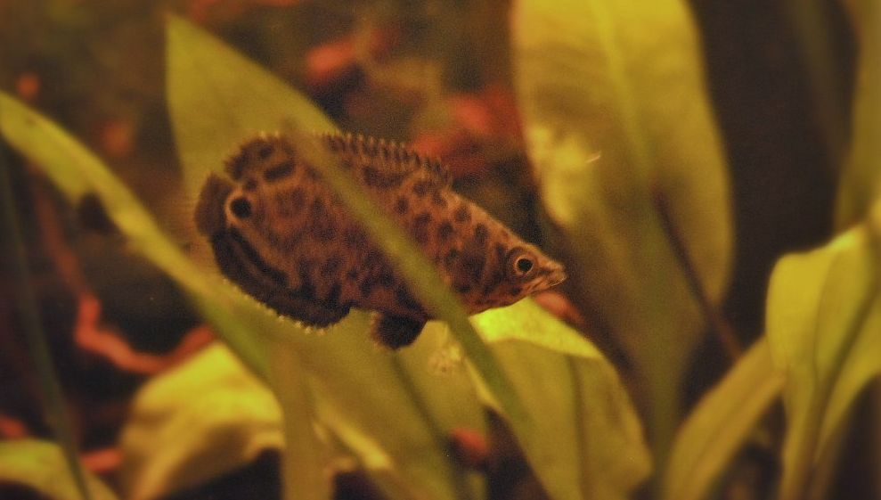 Leopard ctenopoma outlet care