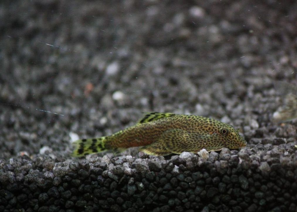 Butterfly loach outlet care