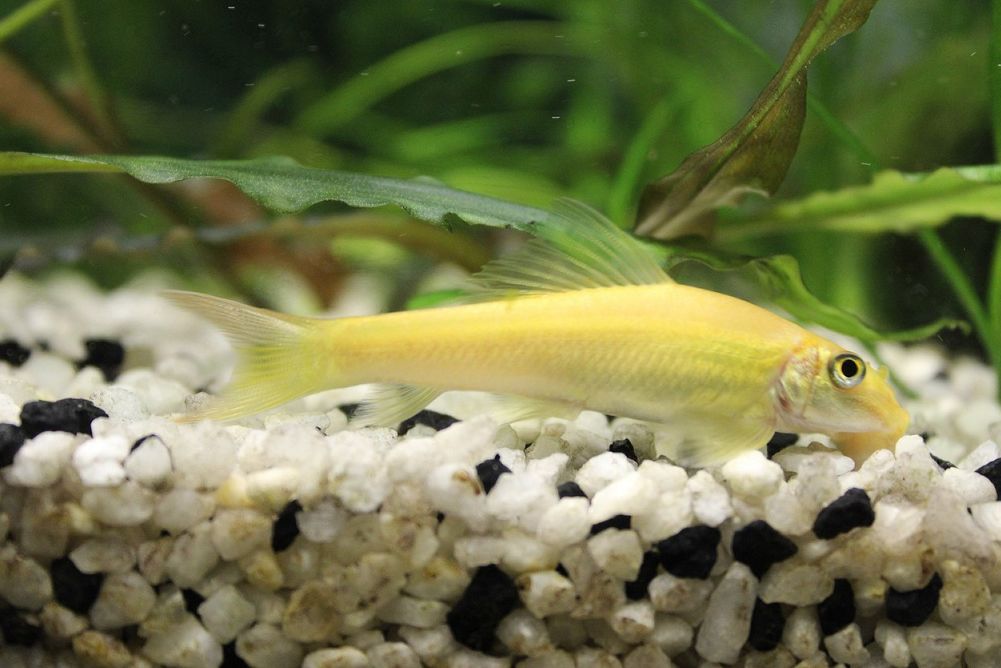 Algae eater outlet fishes