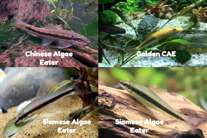 Siamese algae eater outlet care