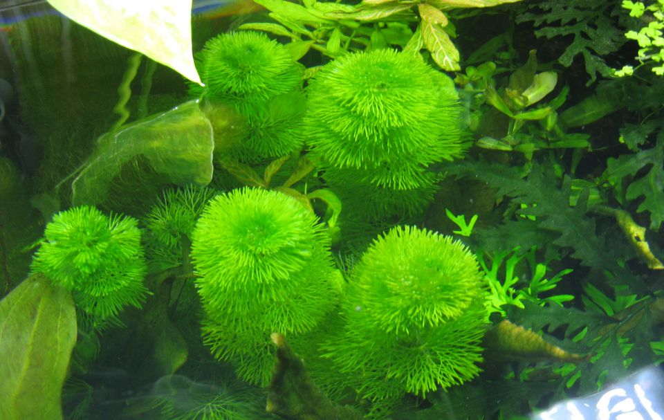 Cabomba Caroliniana Aquarium Plant Care Guide