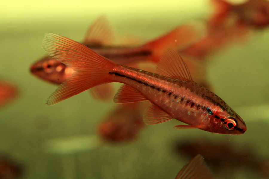 Cherry Barb Eggs