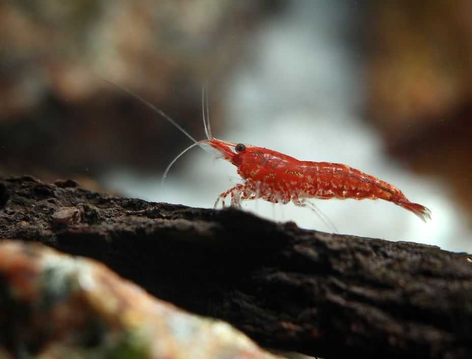 red cherry shrimp farming