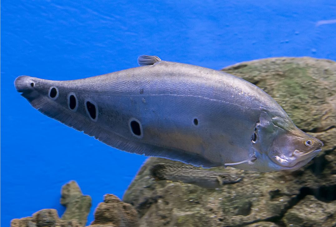 african clown knife fish