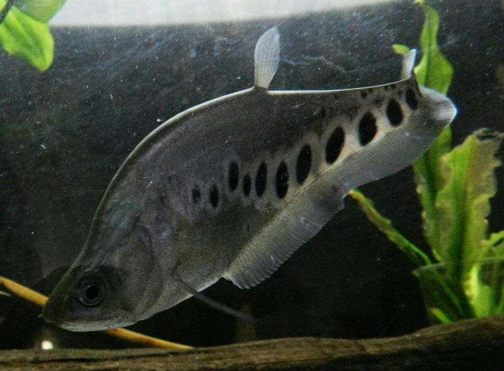 Albino Clown Knife Fish