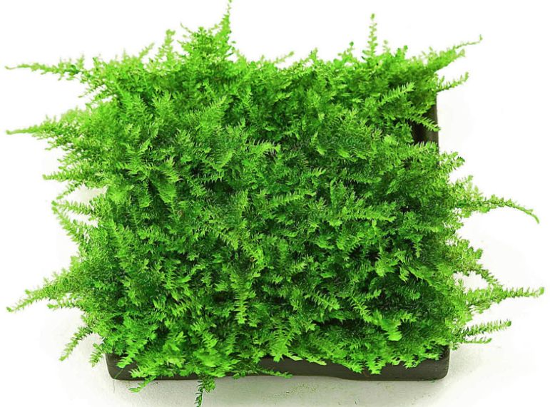 Any tips on growing christmas moss? Currently has some sort of cotton like  algae on it. Any insights would be appreciated. : r/Aquascape