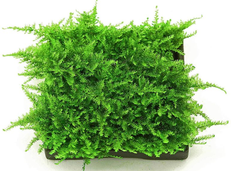 How to Grow Christmas Moss (Vesicularia montagnei) - Terrarium Tribe