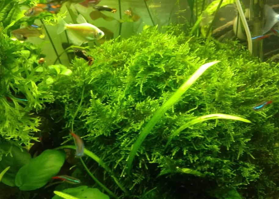 Any tips on growing christmas moss? Currently has some sort of cotton like  algae on it. Any insights would be appreciated. : r/Aquascape