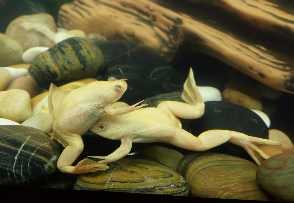 Albino Clawed Frog Tank Mates 