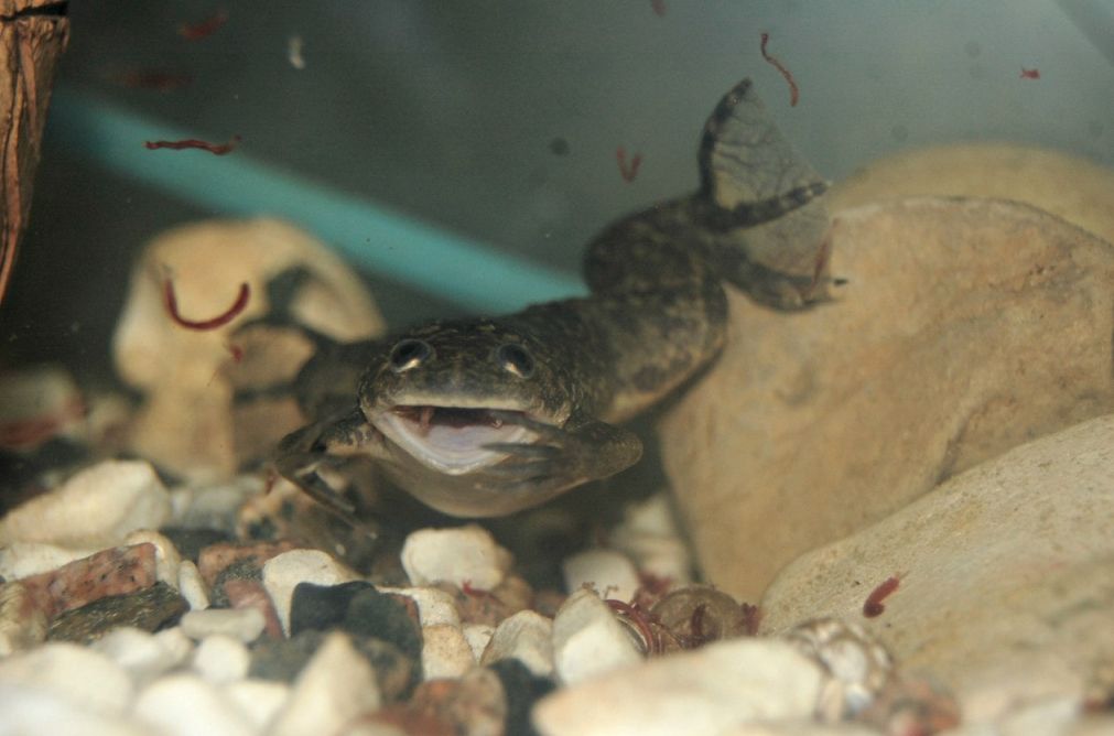 Best filter for store african clawed frogs