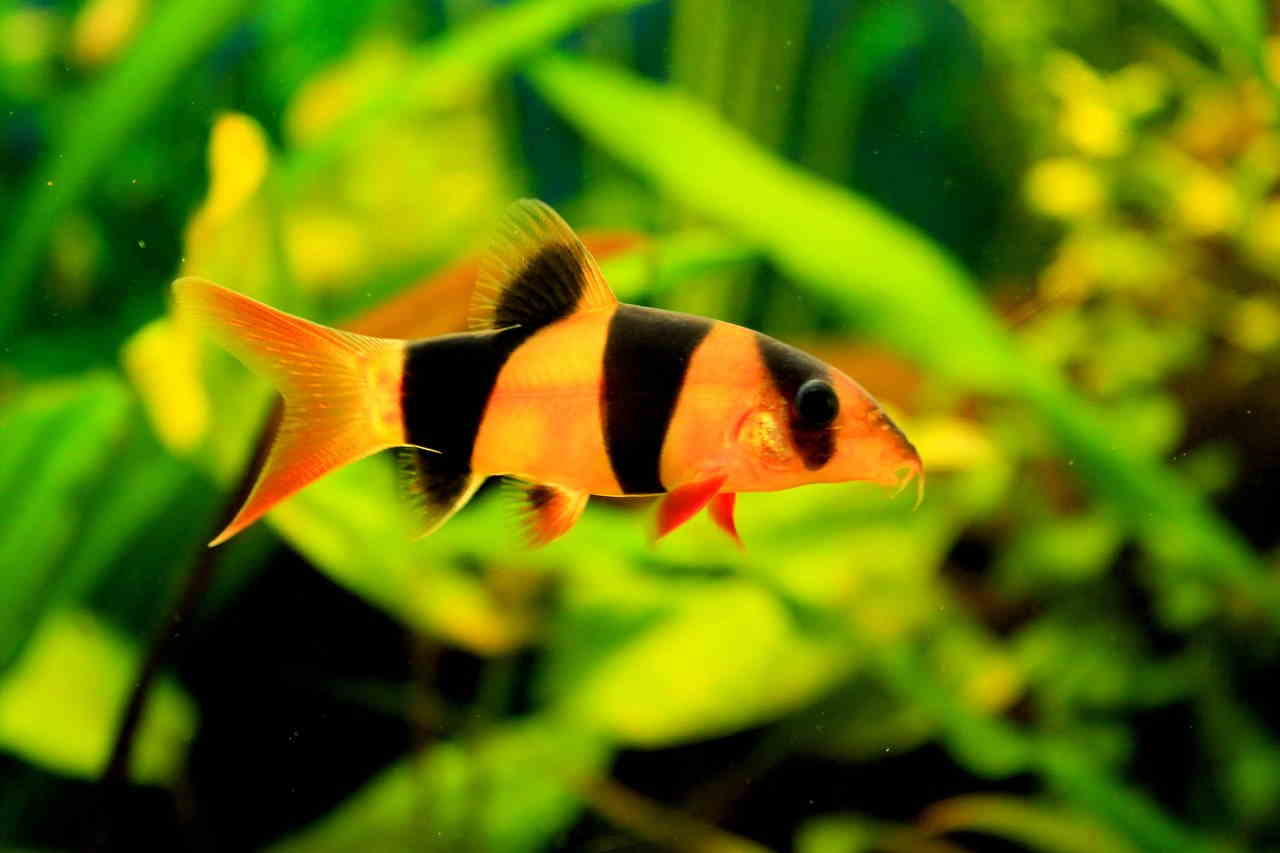 freshwater clown loach