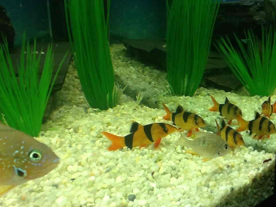 Clown best sale loach care