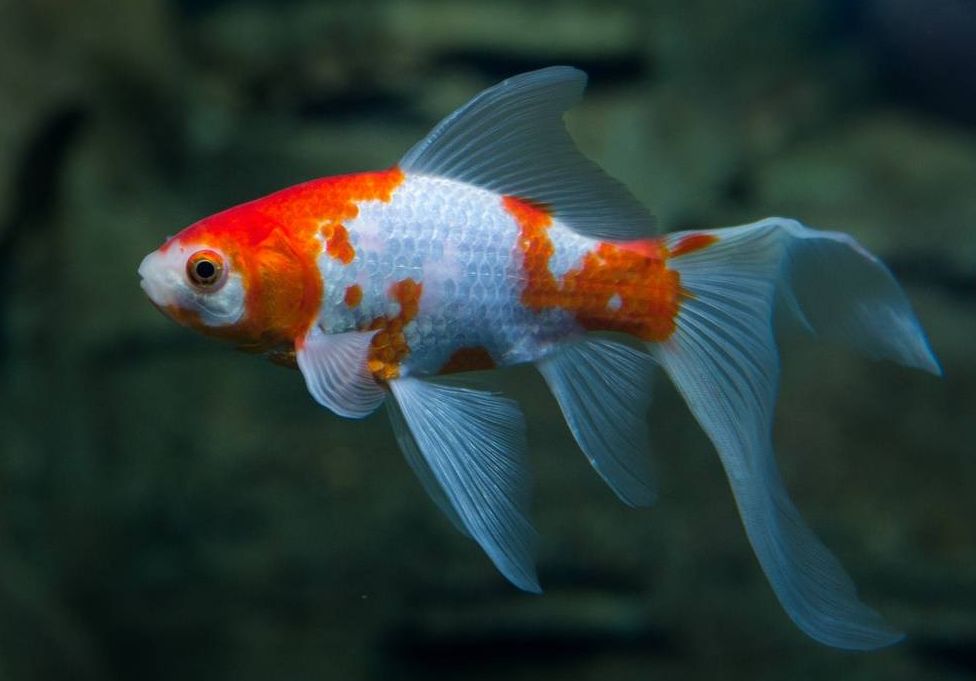 Comet goldfish clearance aquarium