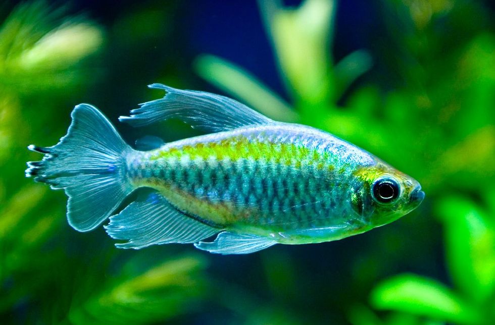 Congo tetra deals