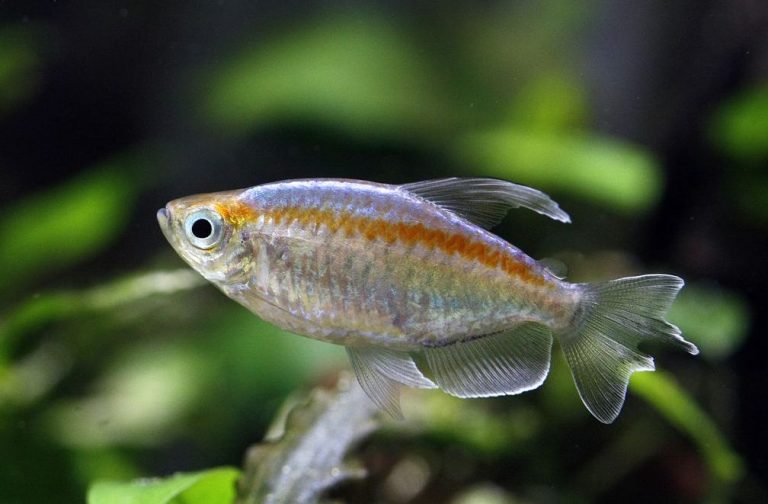 Congo Tetra Care: A Comprehensive Guide for Beginners